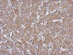 ALDH1A1 Antibody in Immunohistochemistry (Paraffin) (IHC (P))