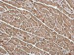 FHL1 Antibody in Immunohistochemistry (Paraffin) (IHC (P))