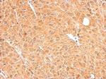 GALM Antibody in Immunohistochemistry (Paraffin) (IHC (P))