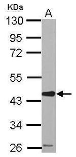 SERPINE2 Antibody in Western Blot (WB)