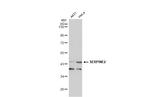 SERPINE2 Antibody in Western Blot (WB)