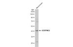 SERPINE2 Antibody in Western Blot (WB)