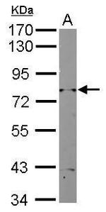 RAD3 Antibody in Western Blot (WB)