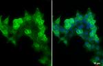 E-cadherin Antibody in Immunocytochemistry (ICC/IF)