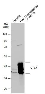 CTGF Antibody in Western Blot (WB)