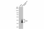 CTGF Antibody in Western Blot (WB)