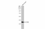 CTGF Antibody in Western Blot (WB)