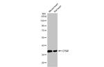 CTGF Antibody in Western Blot (WB)