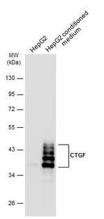 CTGF Antibody in Western Blot (WB)