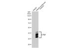 CTGF Antibody in Western Blot (WB)