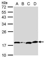 Bcl-xS Antibody in Western Blot (WB)