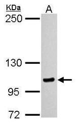 MYO1C Antibody in Western Blot (WB)