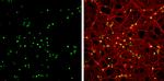 HMGB1 Antibody in Immunocytochemistry (ICC/IF)