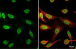 HMGB1 Antibody in Immunocytochemistry (ICC/IF)