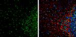 HMGB1 Antibody in Immunohistochemistry (Frozen) (IHC (F))