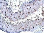 HMGB1 Antibody in Immunohistochemistry (Paraffin) (IHC (P))