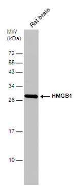 HMGB1 Antibody in Western Blot (WB)