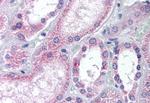 AADAT Antibody in Immunohistochemistry (Paraffin) (IHC (P))