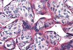 PACAP Receptor Antibody in Immunohistochemistry (Paraffin) (IHC (P))