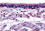 AHR Antibody in Immunohistochemistry (Paraffin) (IHC (P))