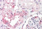 C14orf1 Antibody in Immunohistochemistry (Paraffin) (IHC (P))