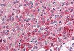 CCKAR Antibody in Immunohistochemistry (Paraffin) (IHC (P))