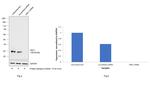 DKK1 Antibody in Western Blot (WB)