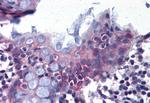 DPEP1 Antibody in Immunohistochemistry (Paraffin) (IHC (P))