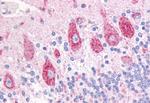 DUSP23 Antibody in Immunohistochemistry (Paraffin) (IHC (P))