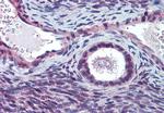 ELOVL5 Antibody in Immunohistochemistry (Paraffin) (IHC (P))