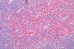 GPR43 Antibody in Immunohistochemistry (Paraffin) (IHC (P))