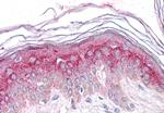 GM2A Antibody in Immunohistochemistry (Paraffin) (IHC (P))