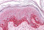 GM2A Antibody in Immunohistochemistry (Paraffin) (IHC (P))