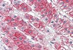 KIAA1324 Antibody in Immunohistochemistry (Paraffin) (IHC (P))