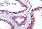 LOXL2 Antibody in Immunohistochemistry (Paraffin) (IHC (P))