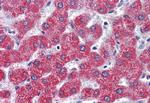 LPAR3 Antibody in Immunohistochemistry (Paraffin) (IHC (P))