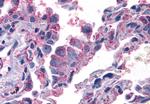 ERK1 Antibody in Immunohistochemistry (Paraffin) (IHC (P))