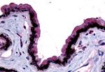 MTNR1B Antibody in Immunohistochemistry (Paraffin) (IHC (P))