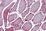 NEK7 Antibody in Immunohistochemistry (Paraffin) (IHC (P))