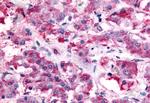 NMUR2 Antibody in Immunohistochemistry (Paraffin) (IHC (P))