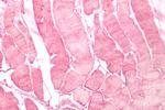 NMUR2 Antibody in Immunohistochemistry (Paraffin) (IHC (P))