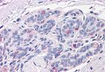 Neuroplastin Antibody in Immunohistochemistry (Paraffin) (IHC (P))