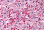 OSTC Antibody in Immunohistochemistry (Paraffin) (IHC (P))