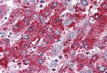 PCSK6 Antibody in Immunohistochemistry (Paraffin) (IHC (P))