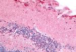 PDE6A Antibody in Immunohistochemistry (Paraffin) (IHC (P))