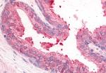 PDE8A Antibody in Immunohistochemistry (Paraffin) (IHC (P))