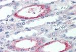 PIGR Antibody in Immunohistochemistry (Paraffin) (IHC (P))