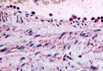 PTPMT1 Antibody in Immunohistochemistry (Paraffin) (IHC (P))