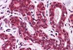 SLC5A6 Antibody in Immunohistochemistry (Paraffin) (IHC (P))