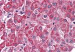 SURF4 Antibody in Immunohistochemistry (Paraffin) (IHC (P))